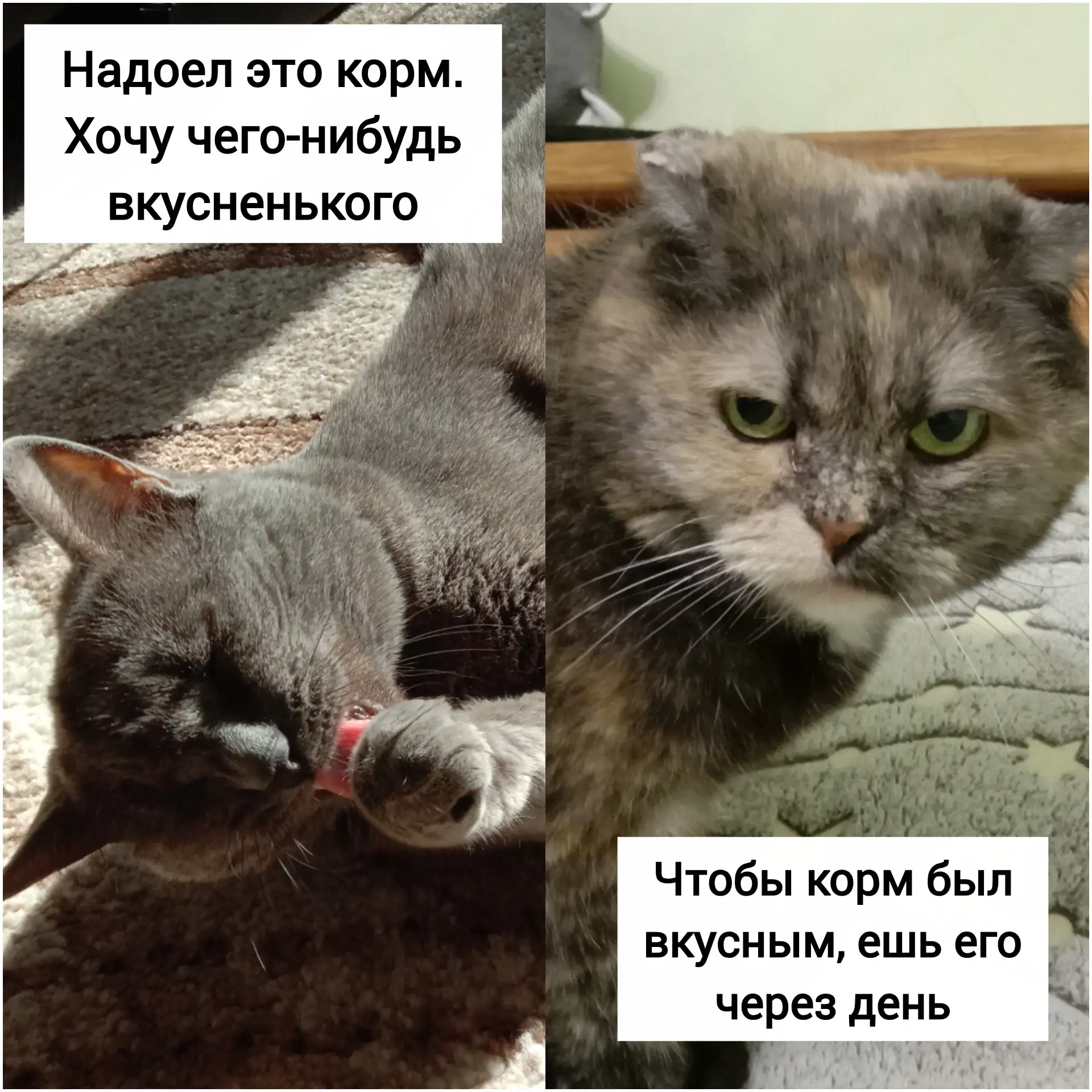А лучше через два😸