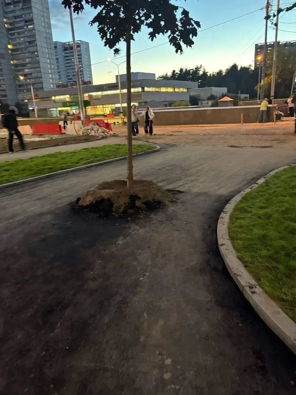 😁 Чудеса озеленения: дерево посадили прямо посередине дороги в Москве.