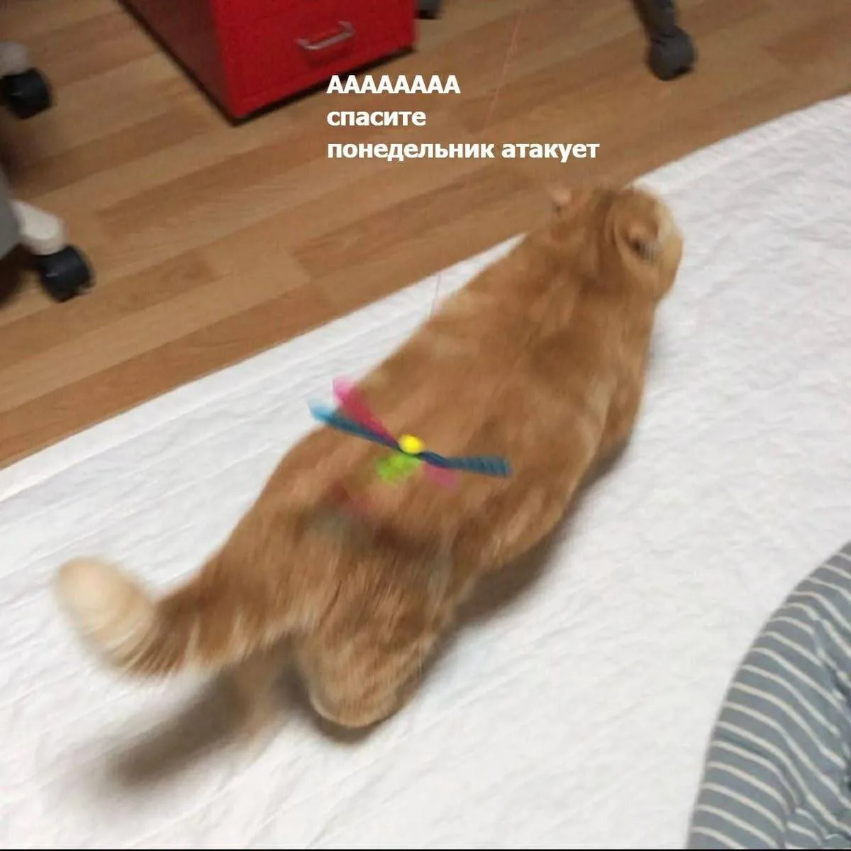 Волжане, мы?