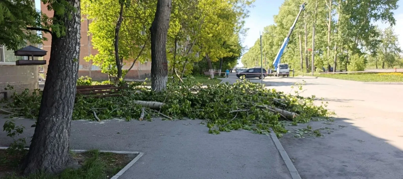 В Линево проводятся работы по уходу за деревьями!