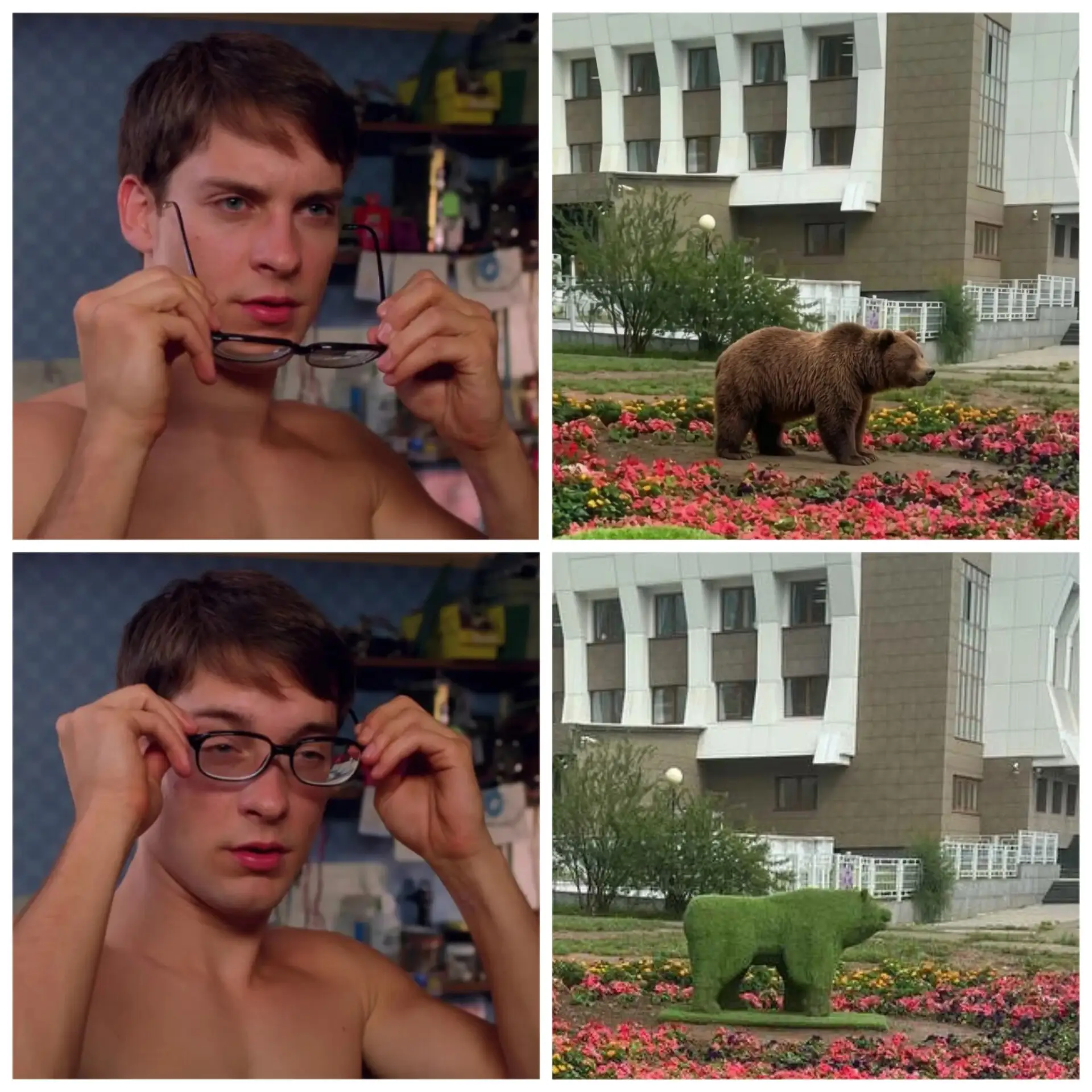 Медведя заметили на Ленина, но есть нюанс