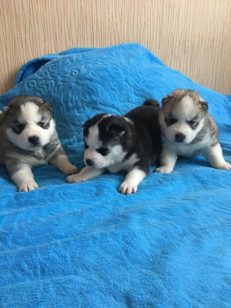 Акция "Мое сердце-их защита" 🐶