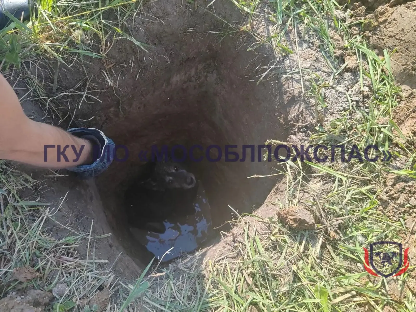 👀 Ещё одно спасение животного: пожарные вытащили собаку из глубокой ловушки с водой 🙏  📍Этот случай 