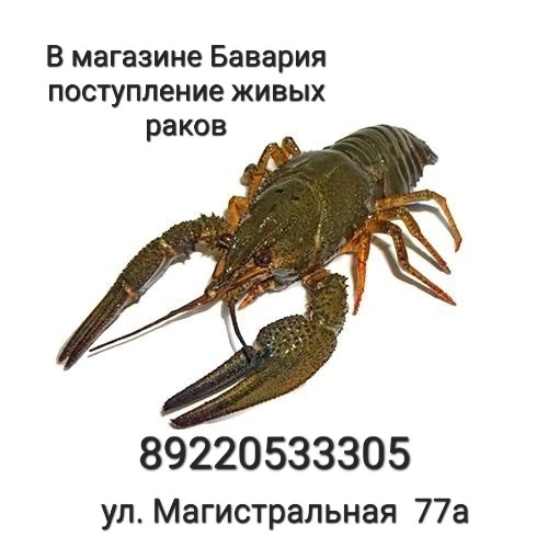 В магазине Бавария поступление живых раков!!!