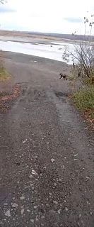 ⚡️ Медведь вновь вышел к людям.