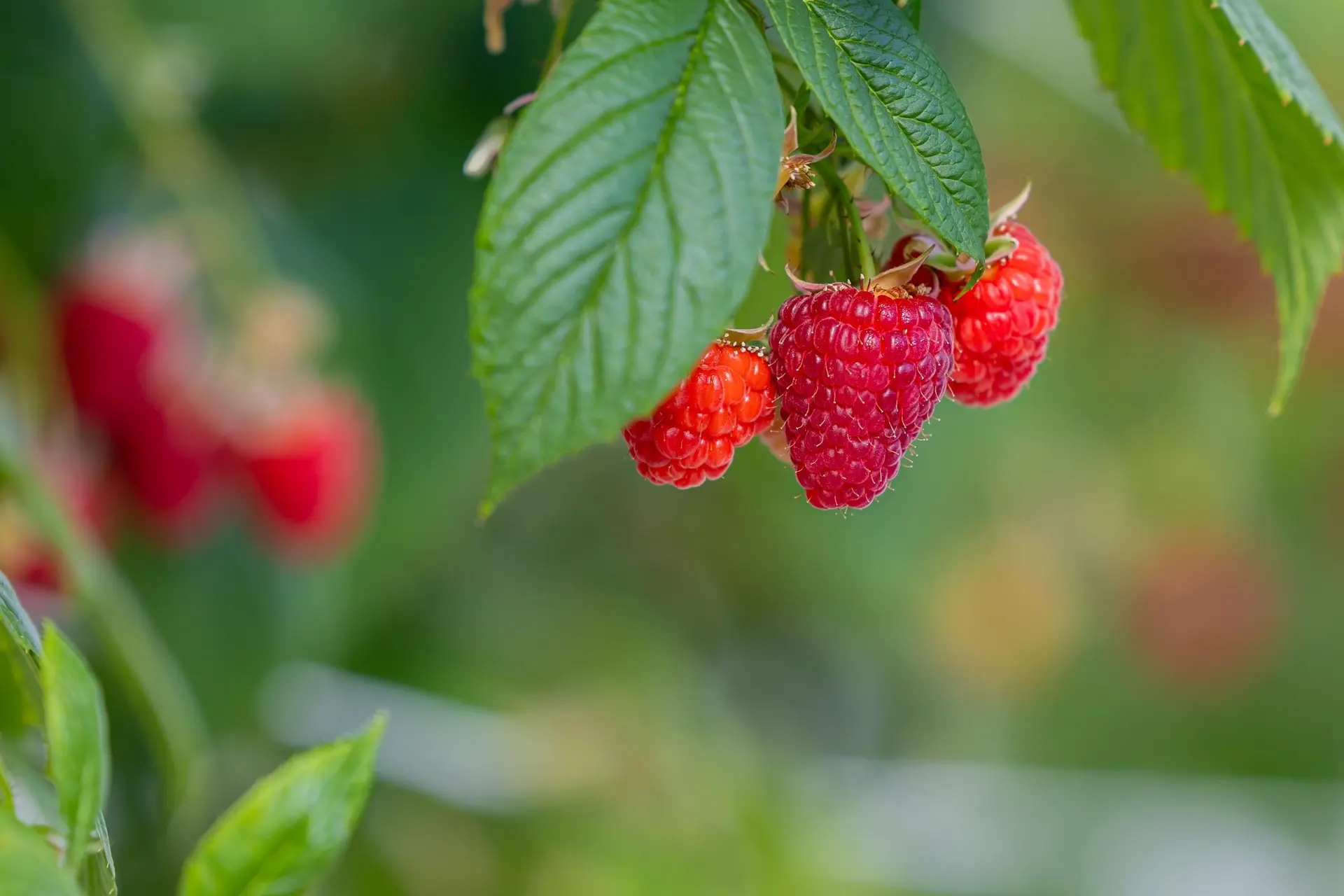 Отходы в доходы 🍓