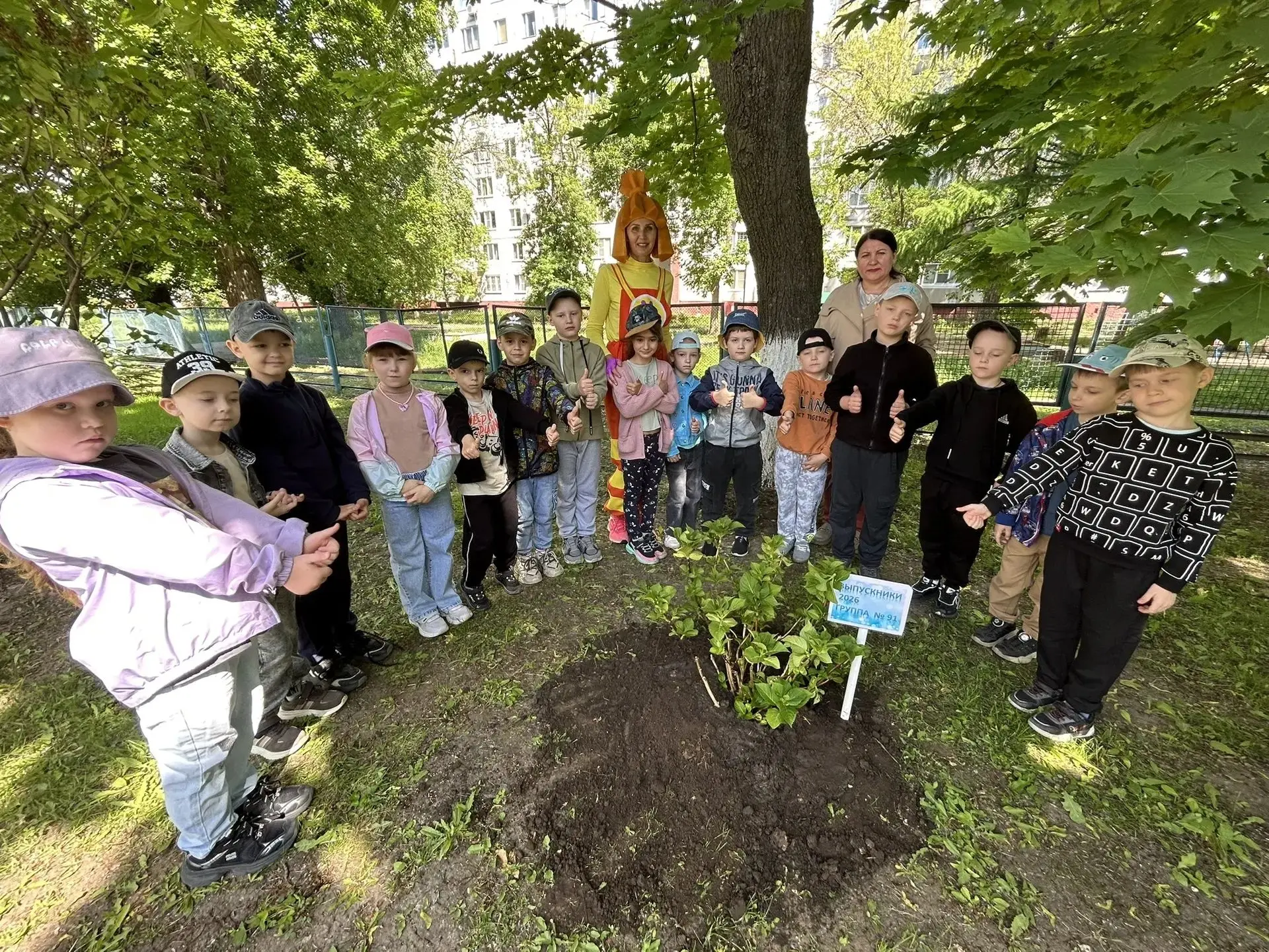 В детском саду «Песенка» уже стало традицией в День защиты детей высаживать кусты гортензии выпускни