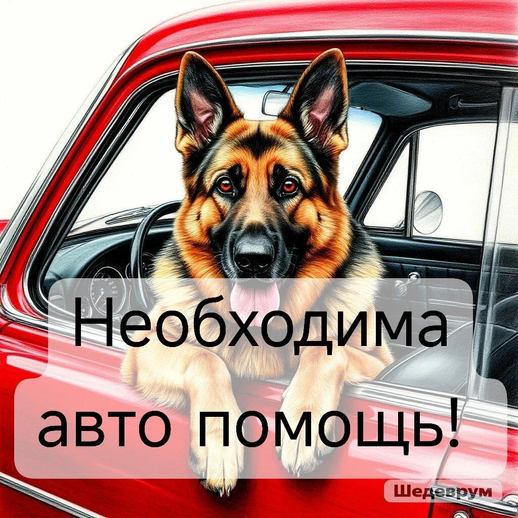 Дорогие друзья , сегодня машину до приюта ещё не нашли , может быть кто-то может помочь...