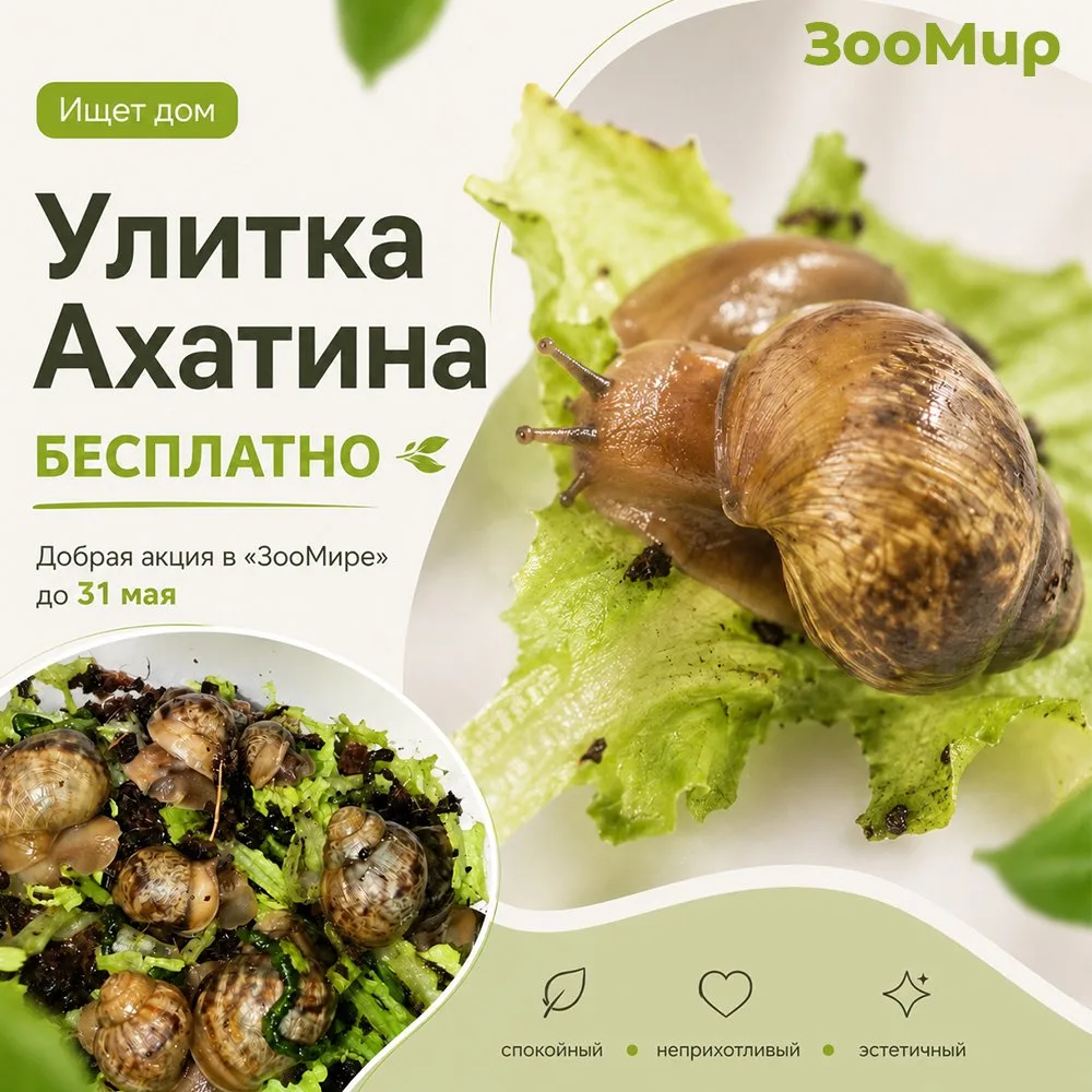 🐌 Ищет дом: Улитка Ахатина — совершенно БЕСПЛАТНО!