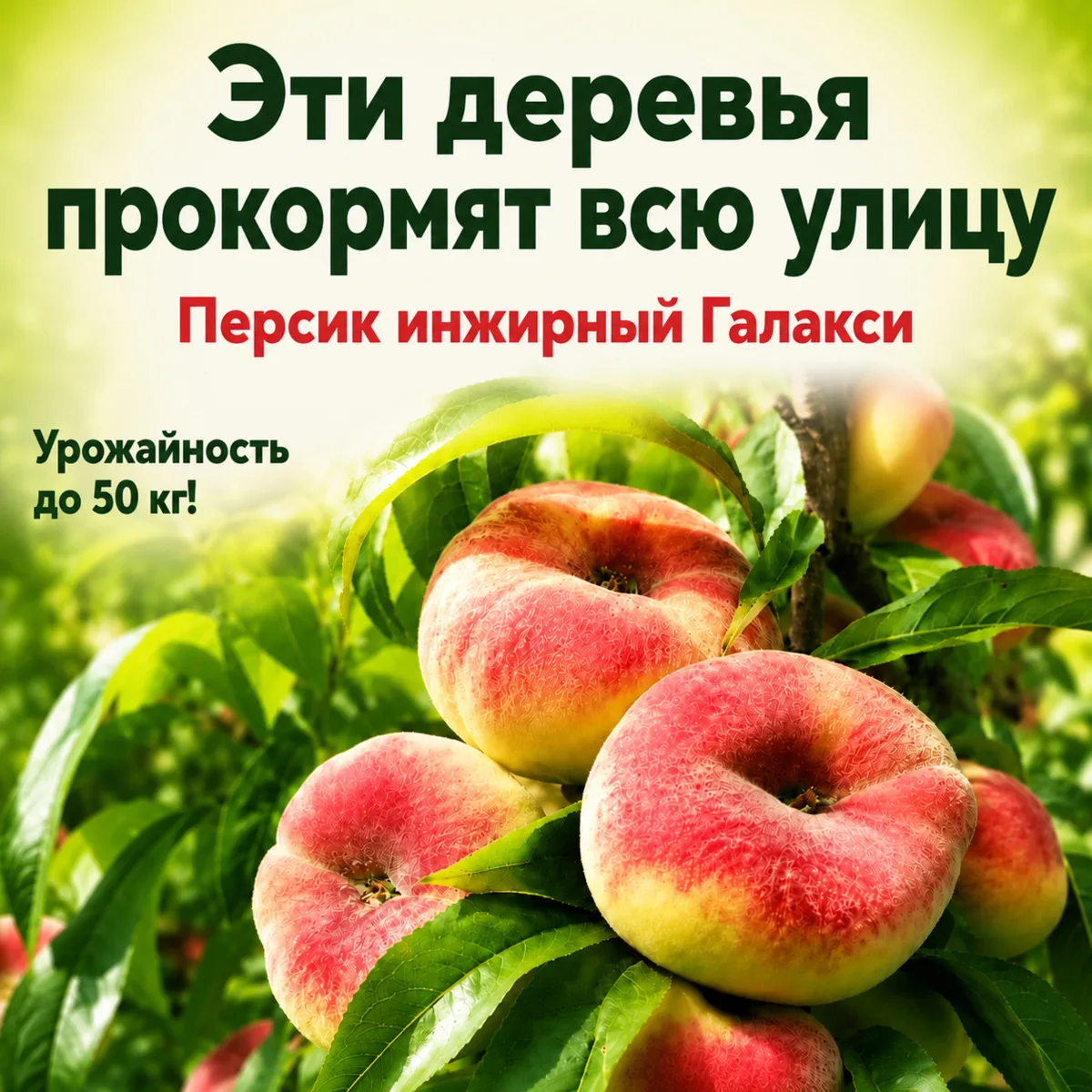 🌳 Эти деревья прокормят всю улицу. Сорта-рекордсмены по урожаю