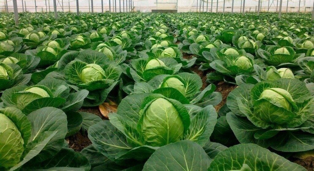 🥦 Валериана спасёт капусту! 🌱✨