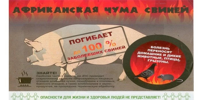 Африканская чума свиней!