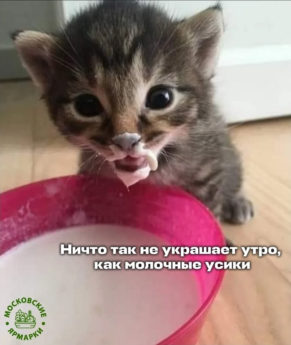 🥛Всемирный день молока