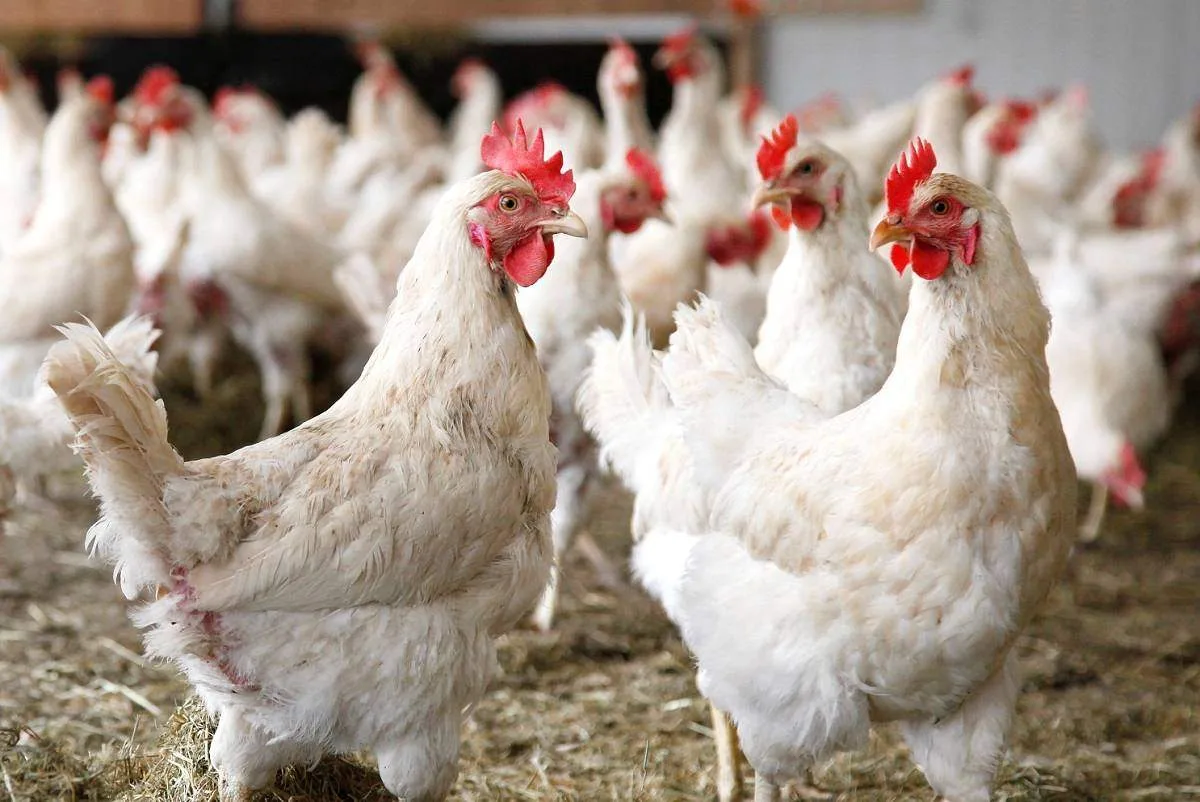 🐔 Курицам и гусям необходимы номера!
