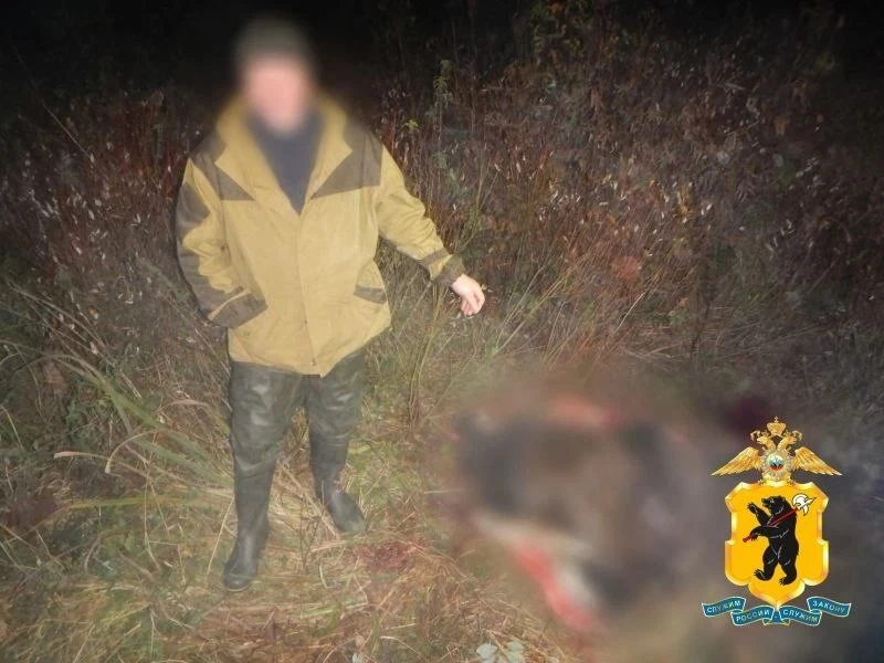 Мяса больше: в Ярославской области охотник вместо птицы подстрелил лося