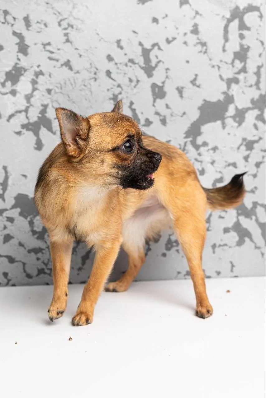 Ищет дом крошка Череда из «Домика Мелкашей» Балашиха 🌸🐕 Москва и МО  Привет, я Череда! 👋 Я — полтора
