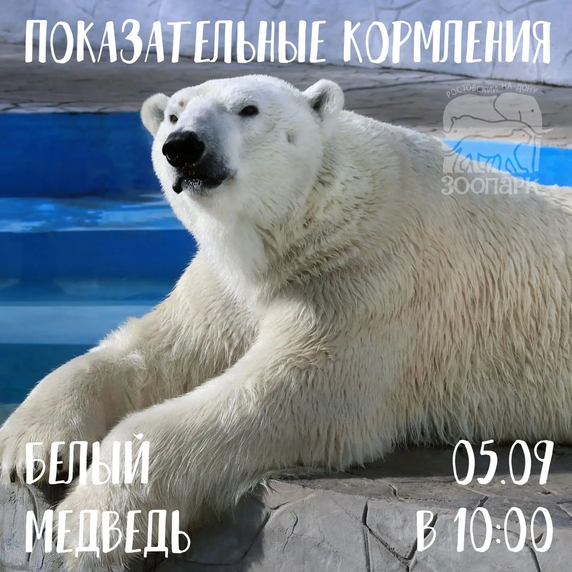 🌍 Показательные кормления сегодня объединят Арктику, Африку и Азию!