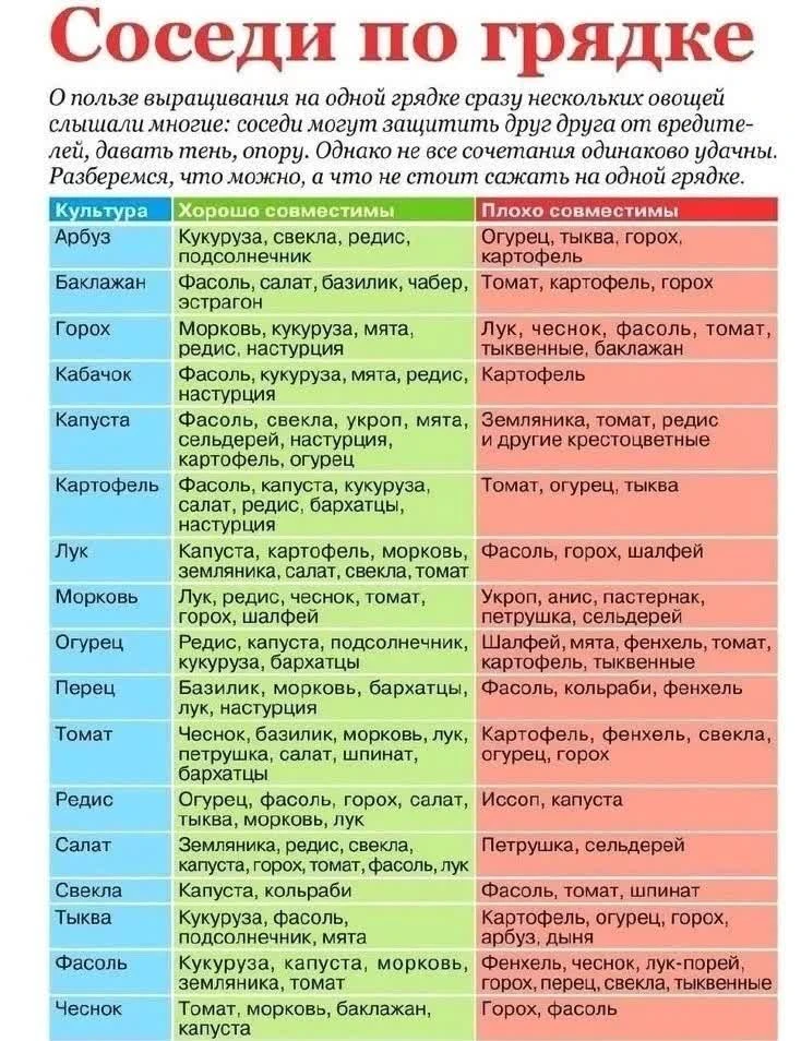 🌱 Хорошие соседи на грядке: что с чем сажать