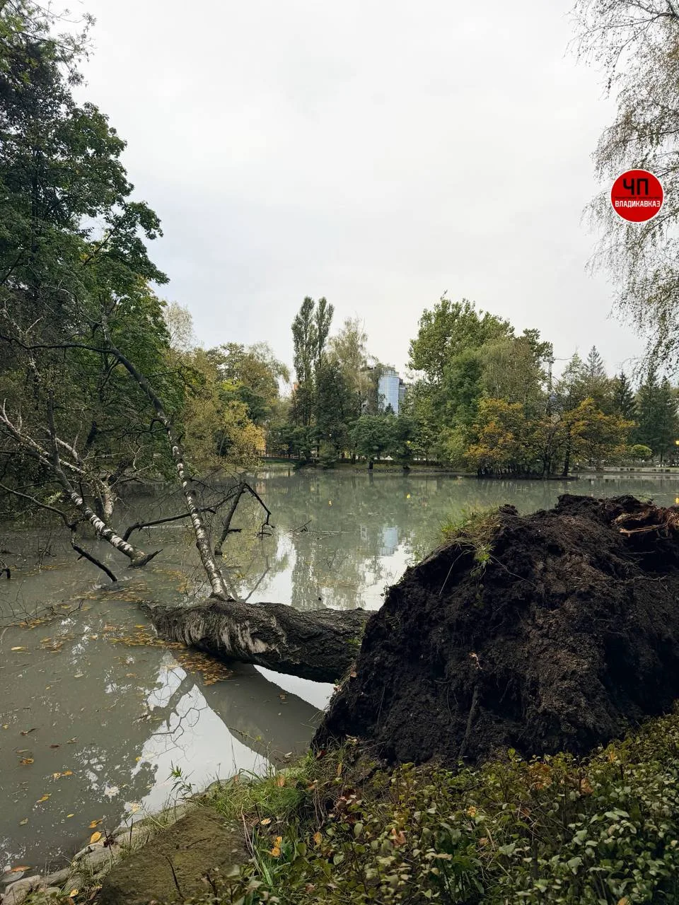 Большая береза упала в пруд в парке возле беседки.