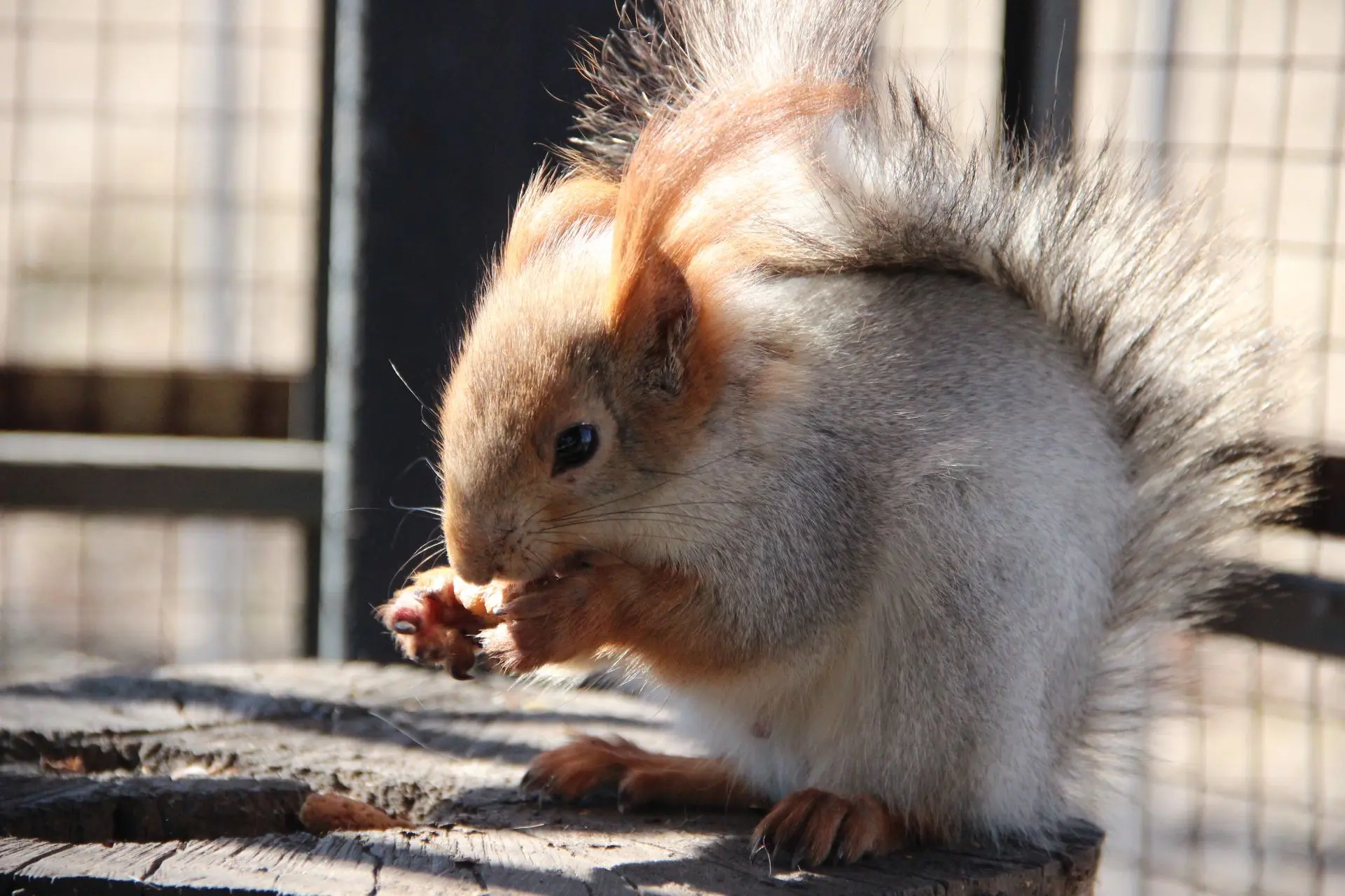 🐿️Белки в парке «Дубки»: ответ на вопросы жителей

В социальных сетях поступают обращения жителей п