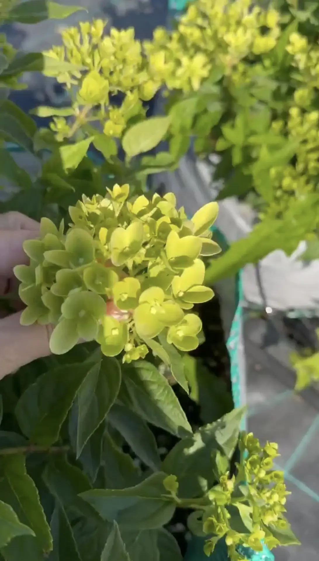 И снова про Мечту Лескова 🥰🌱
