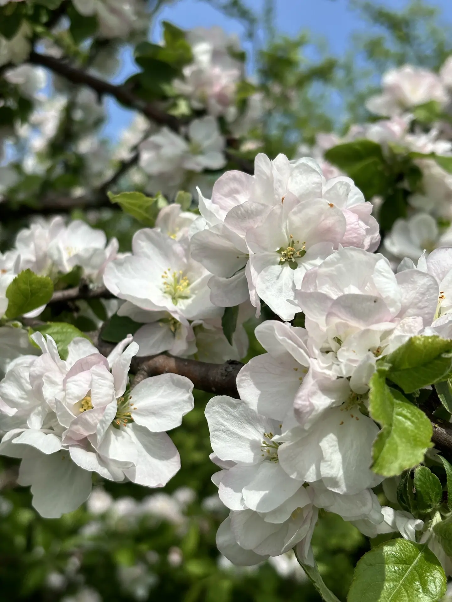 Не проходите мимо красоты🌸  Хорошей недели, Новомосковск 💕