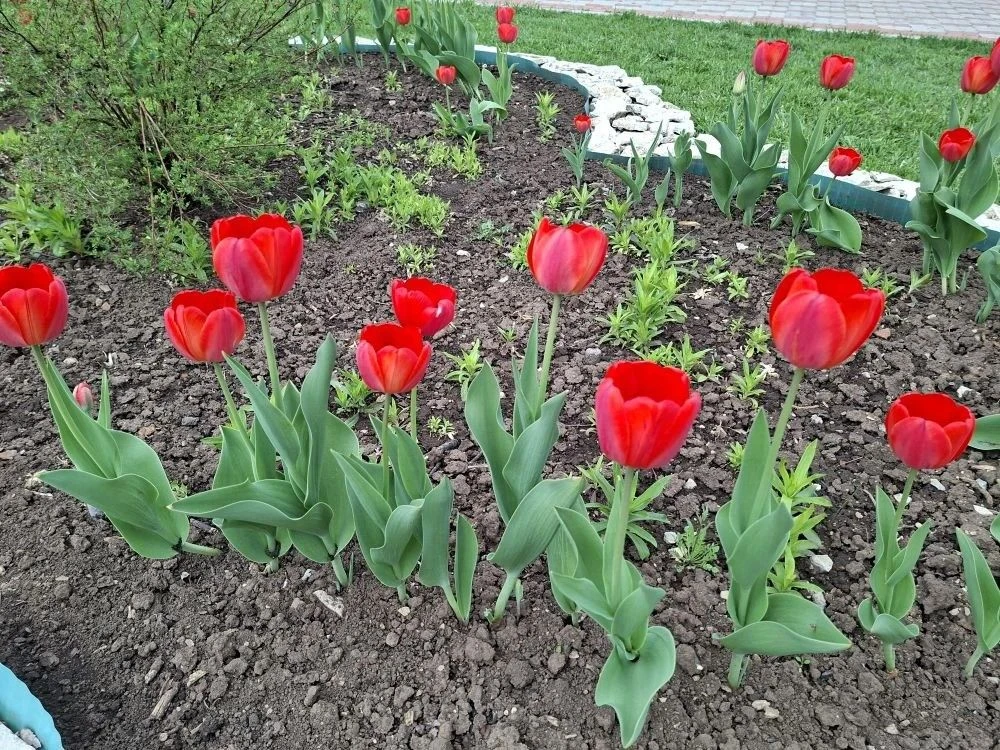 ОТ СУГРОБОВ К ТЮЛЬПАНАМ! МАЙ НА ШКОЛЬНОМ КРЫЛЬЦЕ🌷🌷🌷
