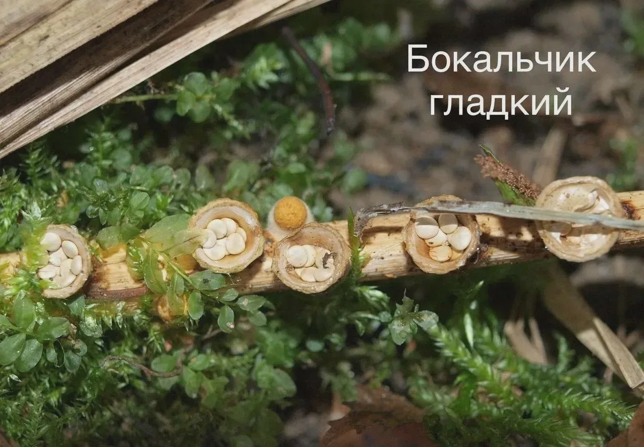 Гриб рассеивает споры под дождём