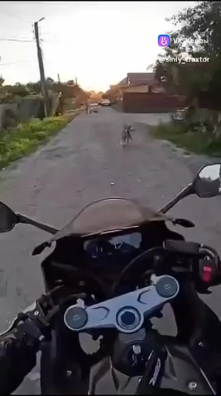 Видео: https://vk.ru/clip-181083888_456239979
