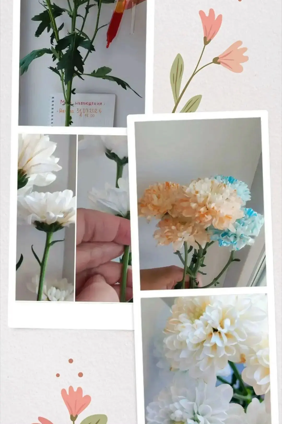 🌺 Для эксперимента я взяла белую кустовую хризантему, купленную в магазине. 💐✂️ Стебе...