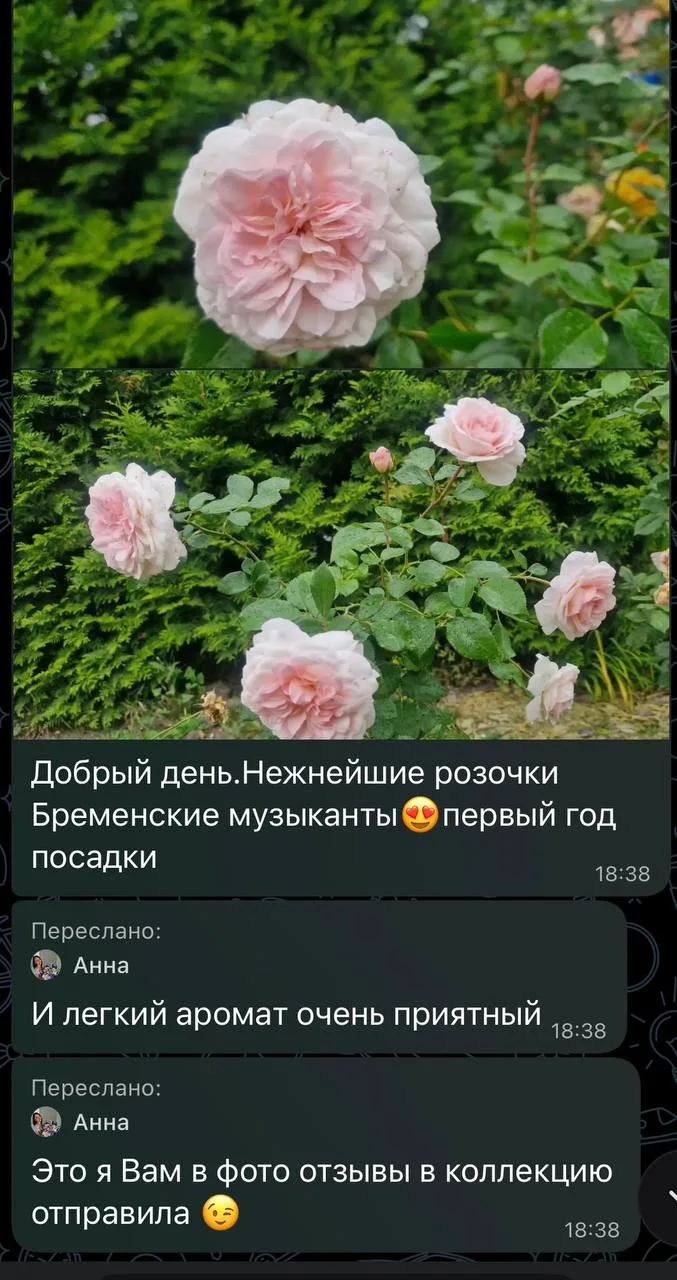 😍 ФОТО-ОТЗЫВ ОЧАРОВАТЕЛЬНОЙ РОЗОЧКИ «БРЕМЕНСКИЕ МУЗЫКАНТЫ»! 🌹💗✨