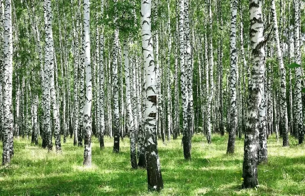 🌳 На особо охраняемой природной территории "Березовая роща" в Большесосновском округе прокуроры выя
