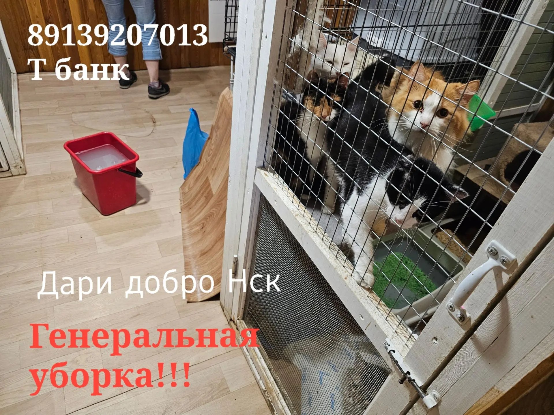 Всем привет! А у нас снова чистота и порядок ! Котики довольны!