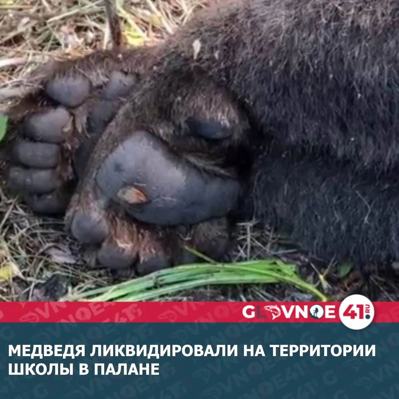 Медведь через забор пробрался на территорию общеобразовательной школы в поселке Палана