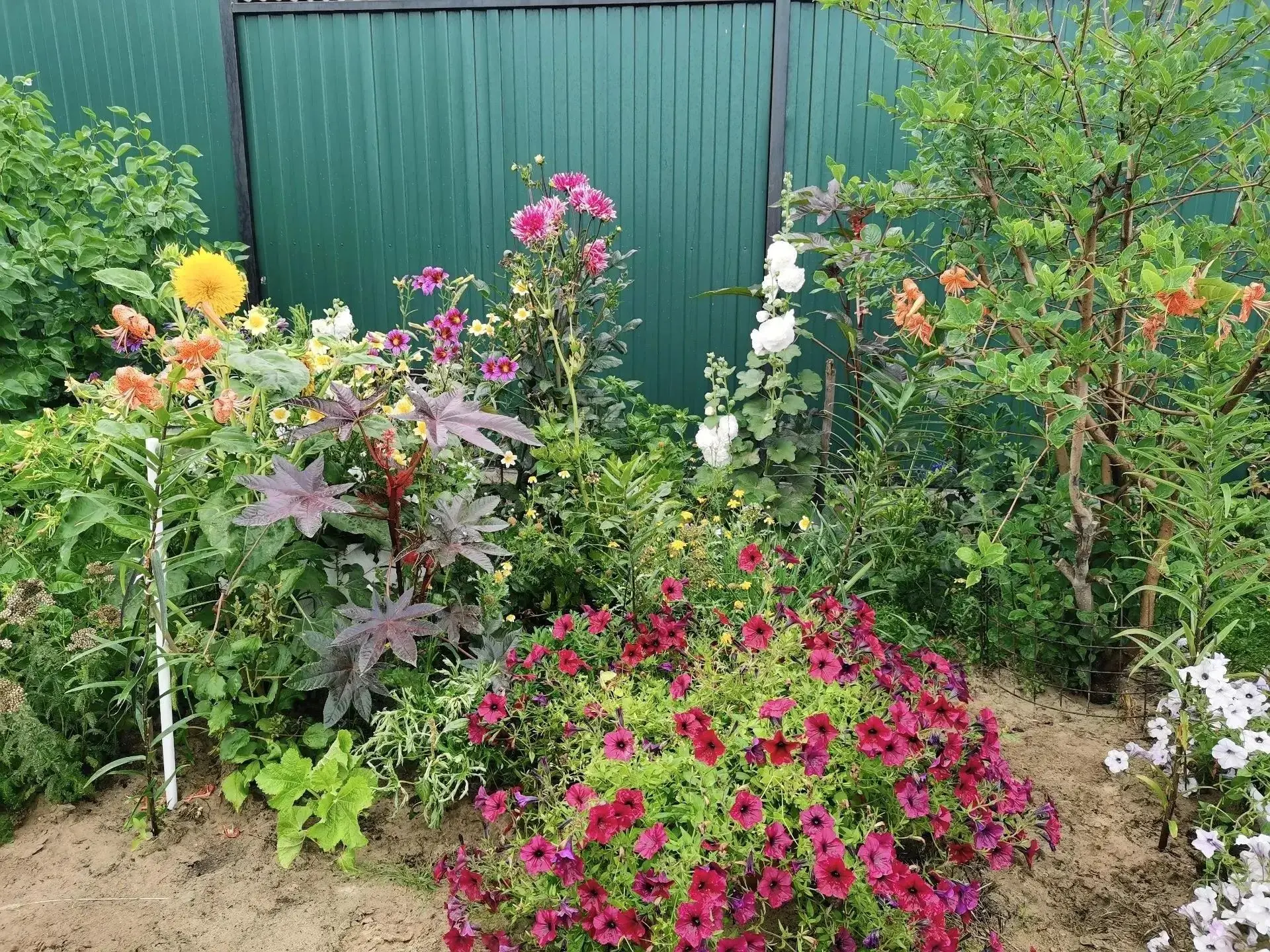 🌸Из года в год цветник все краше