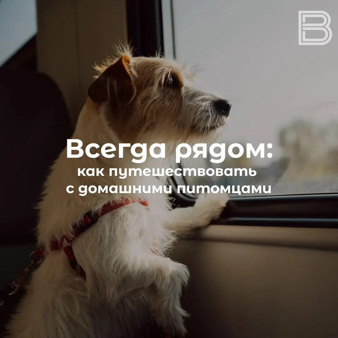 🐶 Всегда рядом: как путешествовать с домашними питомцами