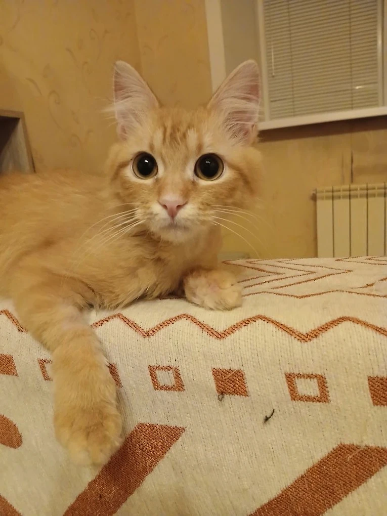 Привет из Хабаровска от Олеси и Беляшика. 😻
Цитирую:
Беляшик передает всем друзьям большой привет, 