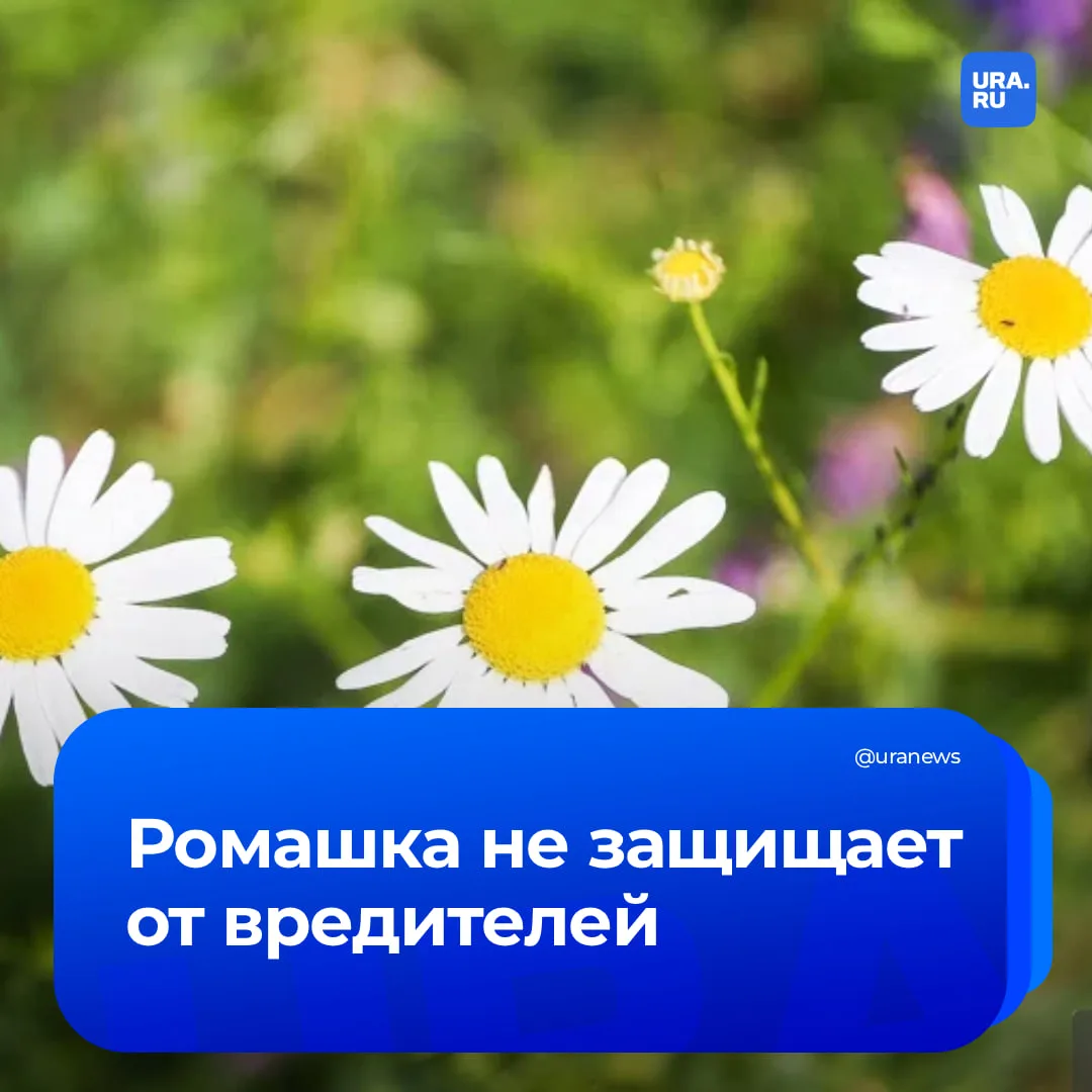 Ромашка не убережет огород: опытный садовод развенчала популярный миф   Вопреки устоявшемуся стереот