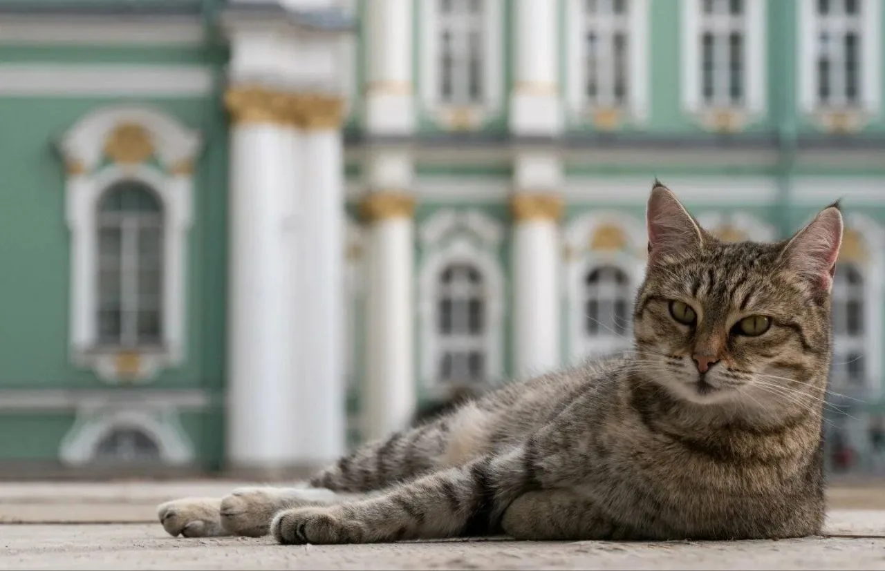 Как коты служат Эрмитажу?