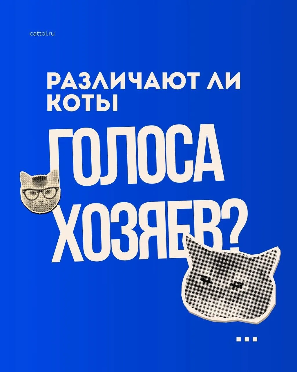 Различают ли коты голос хозяина?