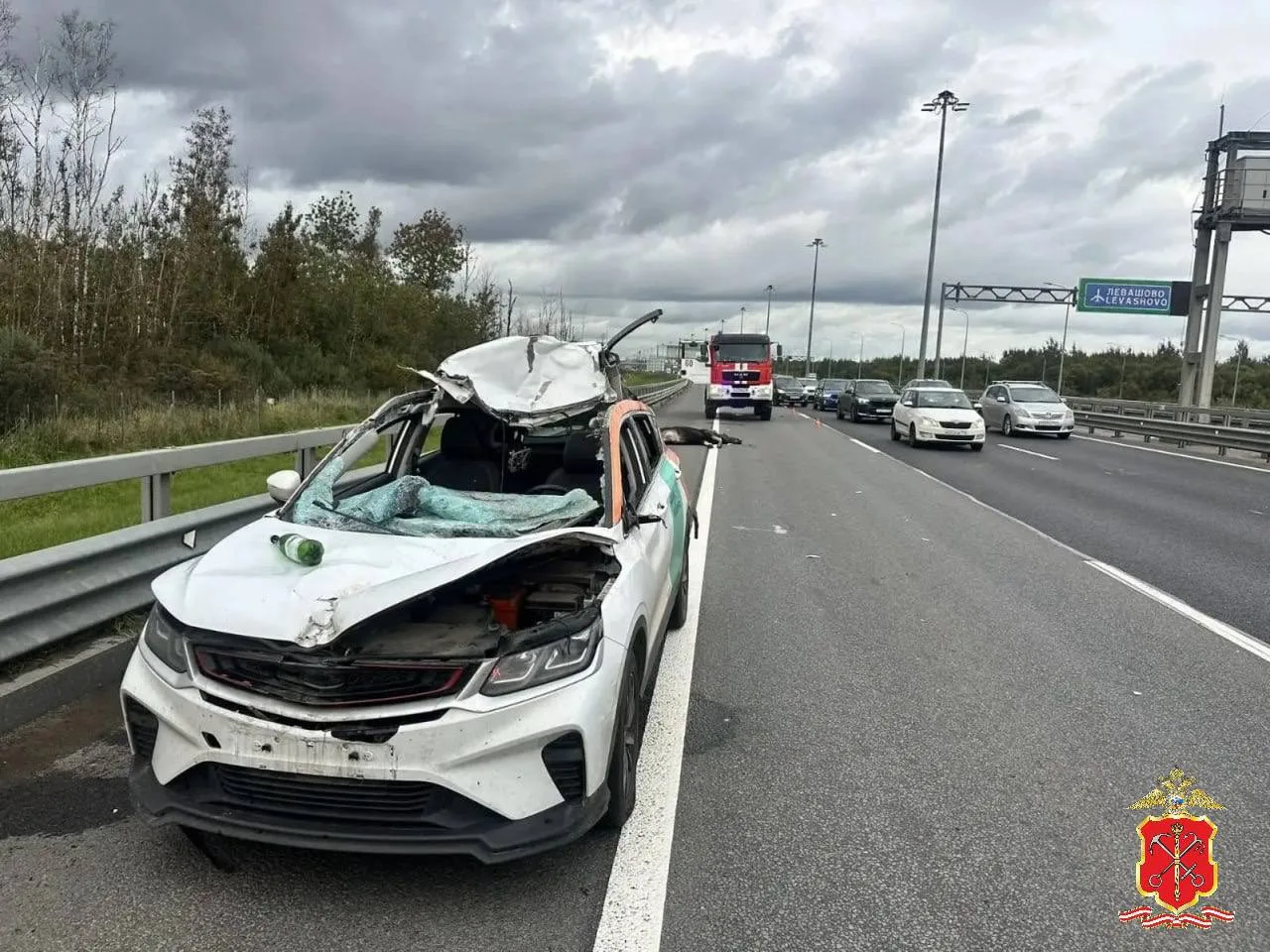 🫎 Лось стал причиной серьёзной аварии в Выборгском районе