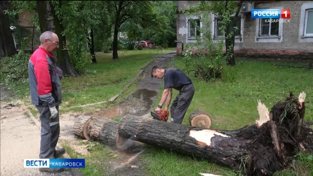 Ветхий тополь рухнул в центре Хабаровска, повредив линию электропередач

Текст: ГТРК "Дальневосточна