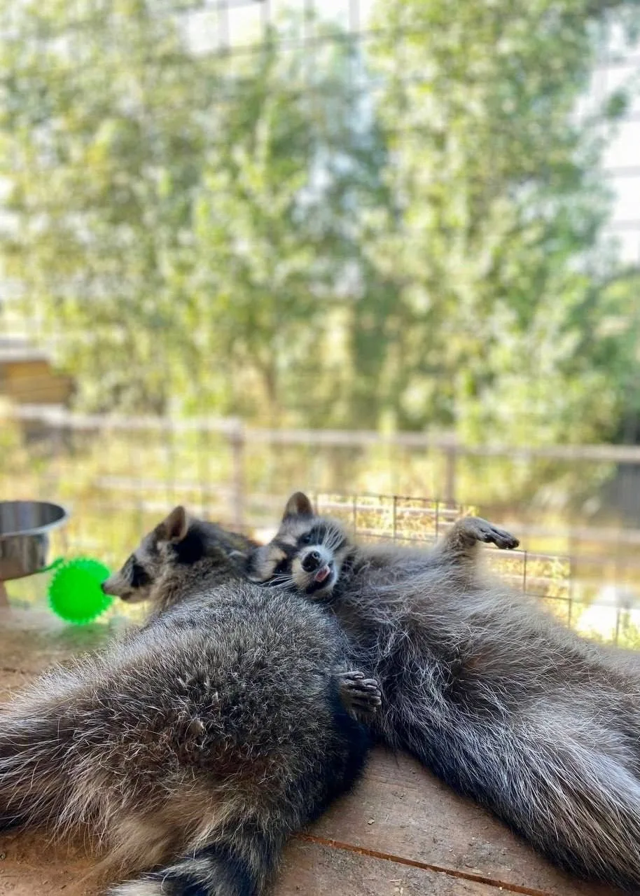 🦡 В парке альпак появились новые обитатели - еноты.