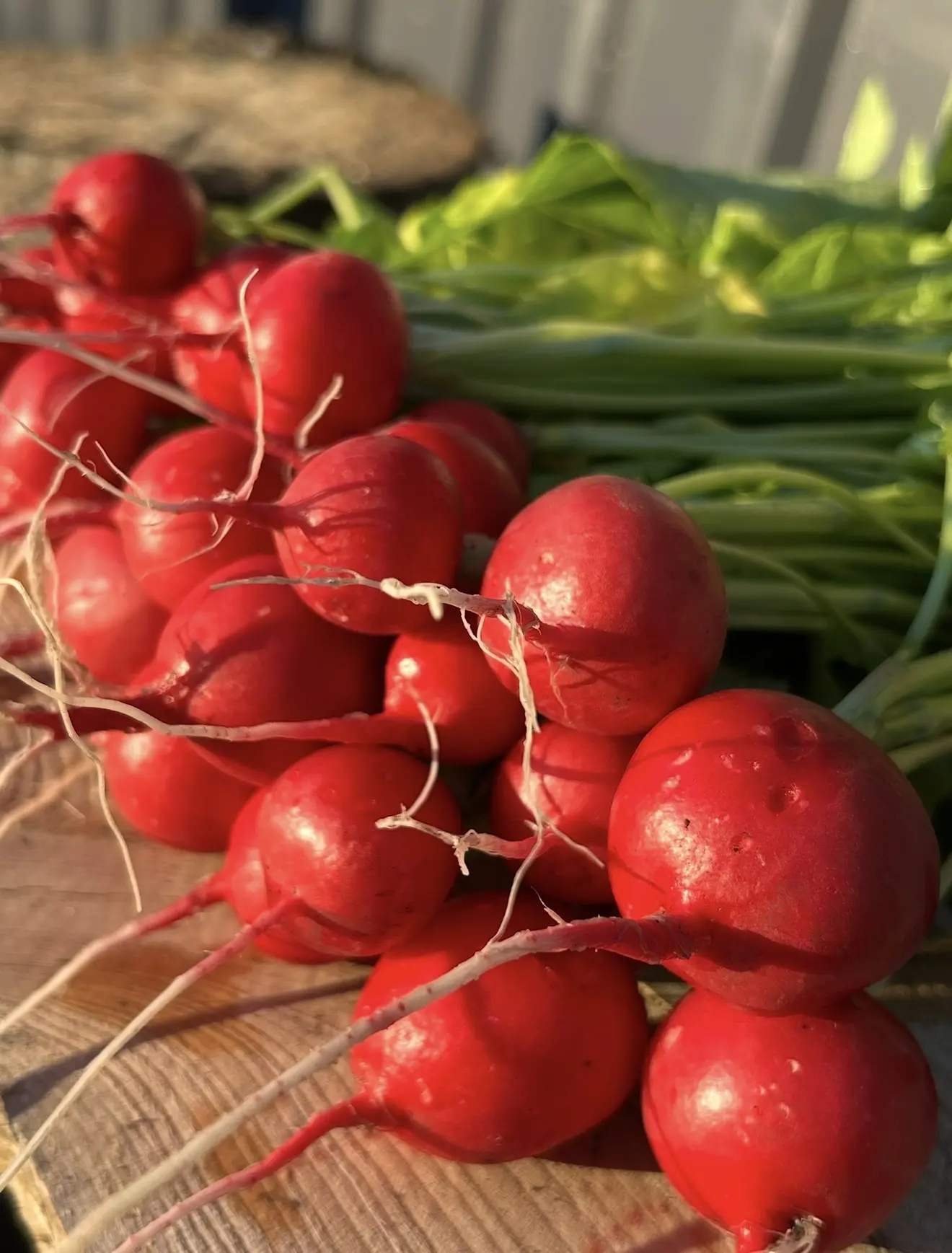 Посадила зелень в теплице🥬 Солнышко начинает пригревать и совсем скоро мы будем делать витаминные са