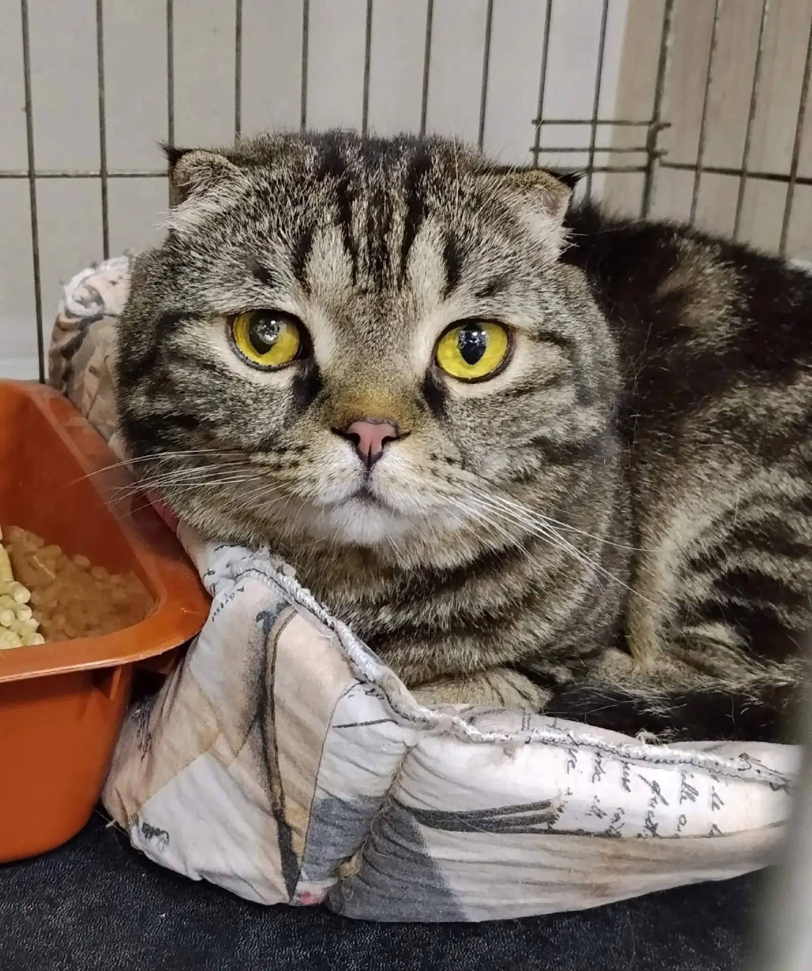 К нам по семейным обстоятельствам приехали котики из одной семьи:

1. Историк, 8 лет.
2. Астерия, 1,