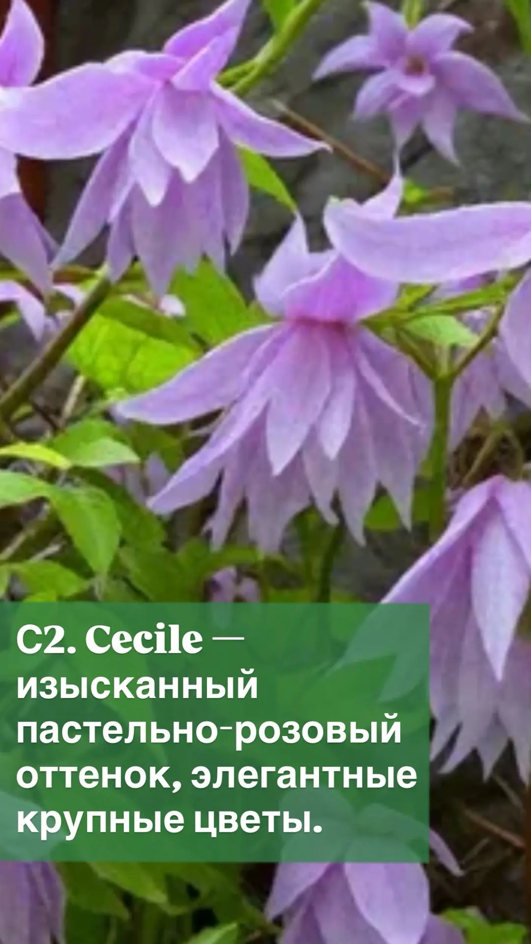 🌸Клематисы в контейнерах С2 — в наличии, в пике цветения!