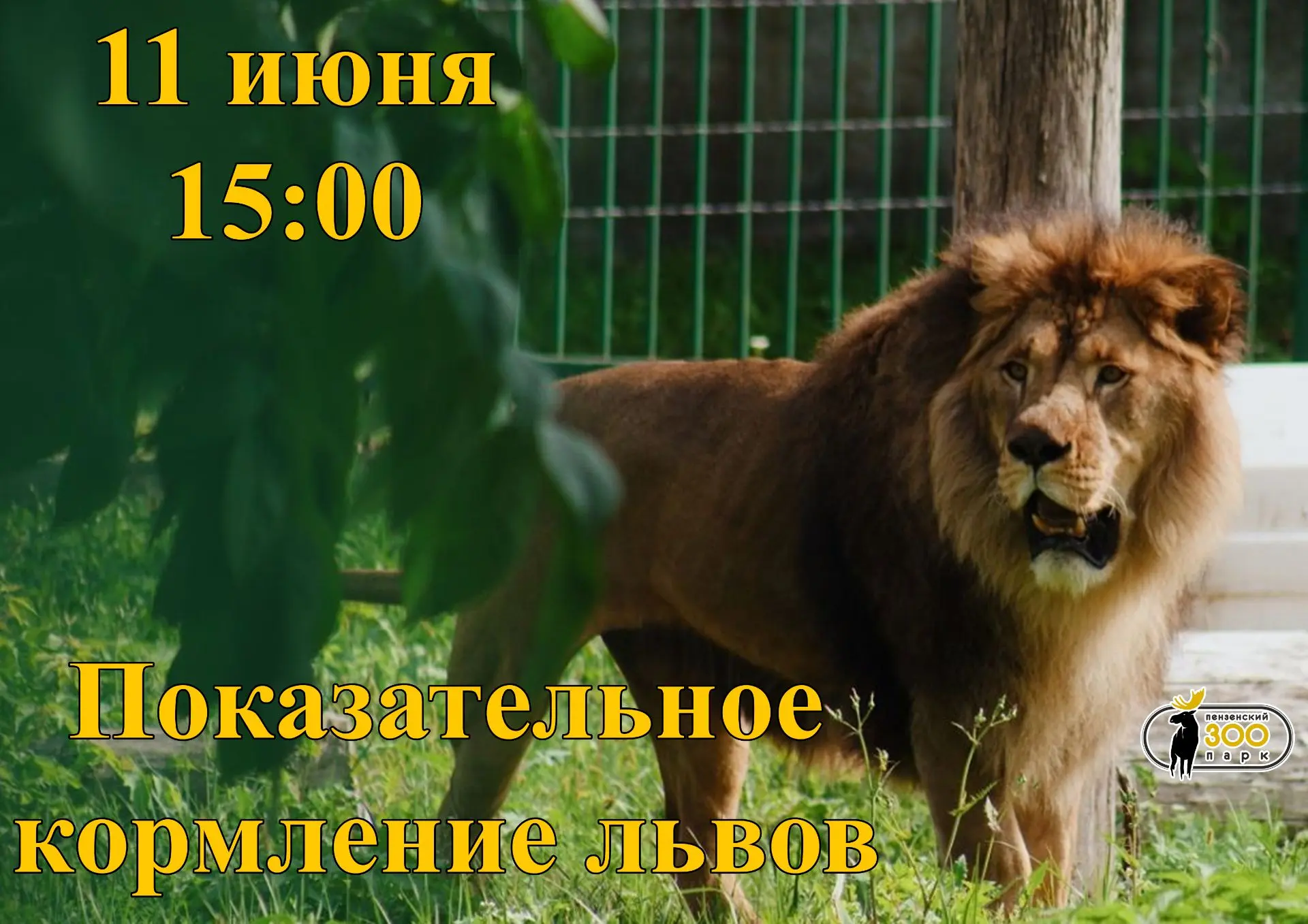 11 июня в 15:00 приглашаем всех на показательное кормление львов 🦁Вы узнаете, сколько ...