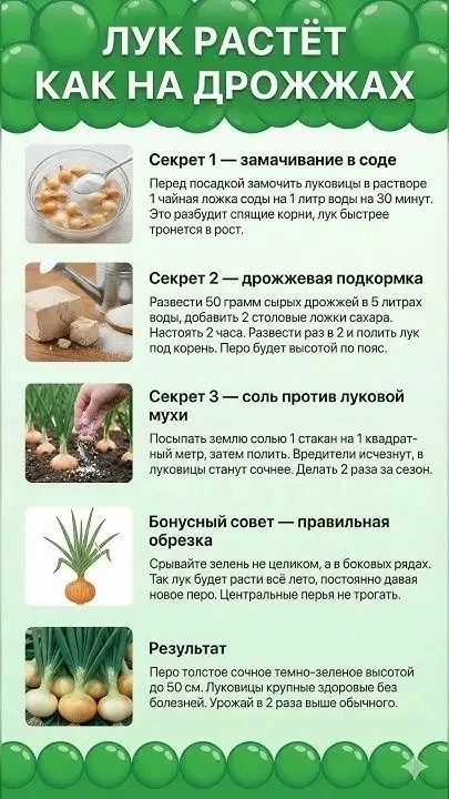 Хотите собрать рекордный урожай лука с мощным пером и крупными головками? 🧅