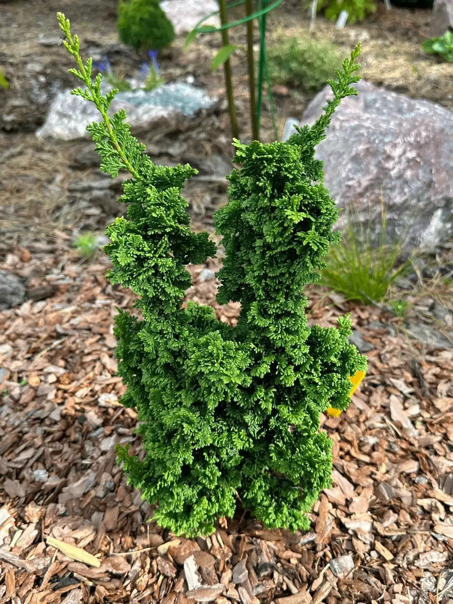 Thuja occidentalis 'Primo'