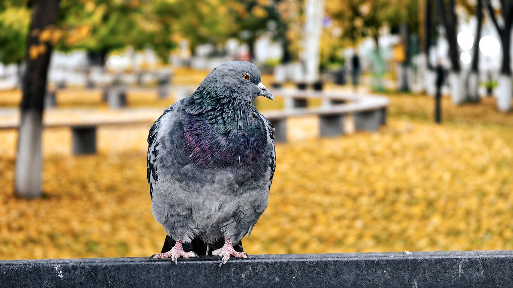 🍂 Доброе утро! Сегодня воскресенье, 13 сентября.